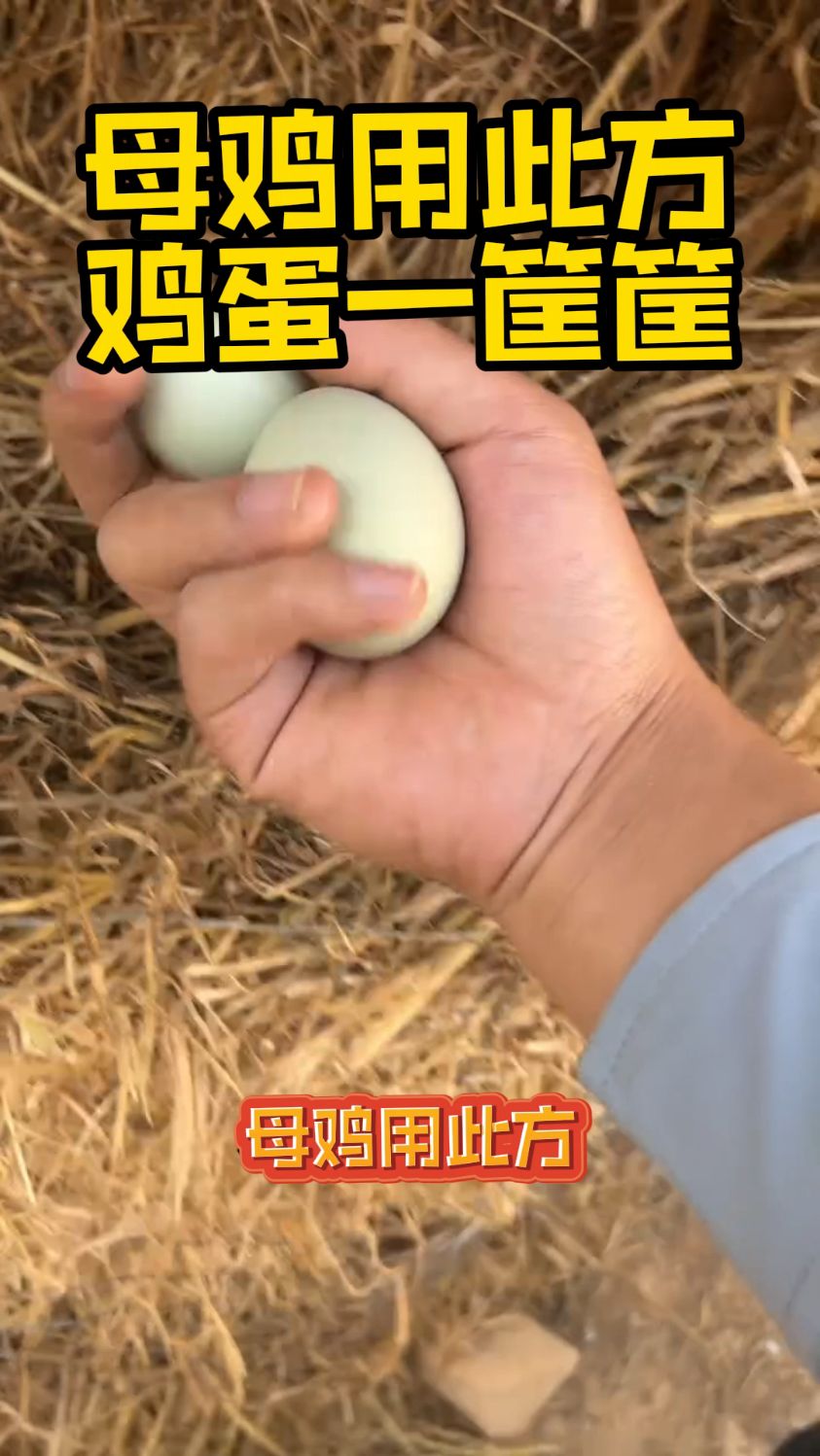 母鸡下蛋小土方呀