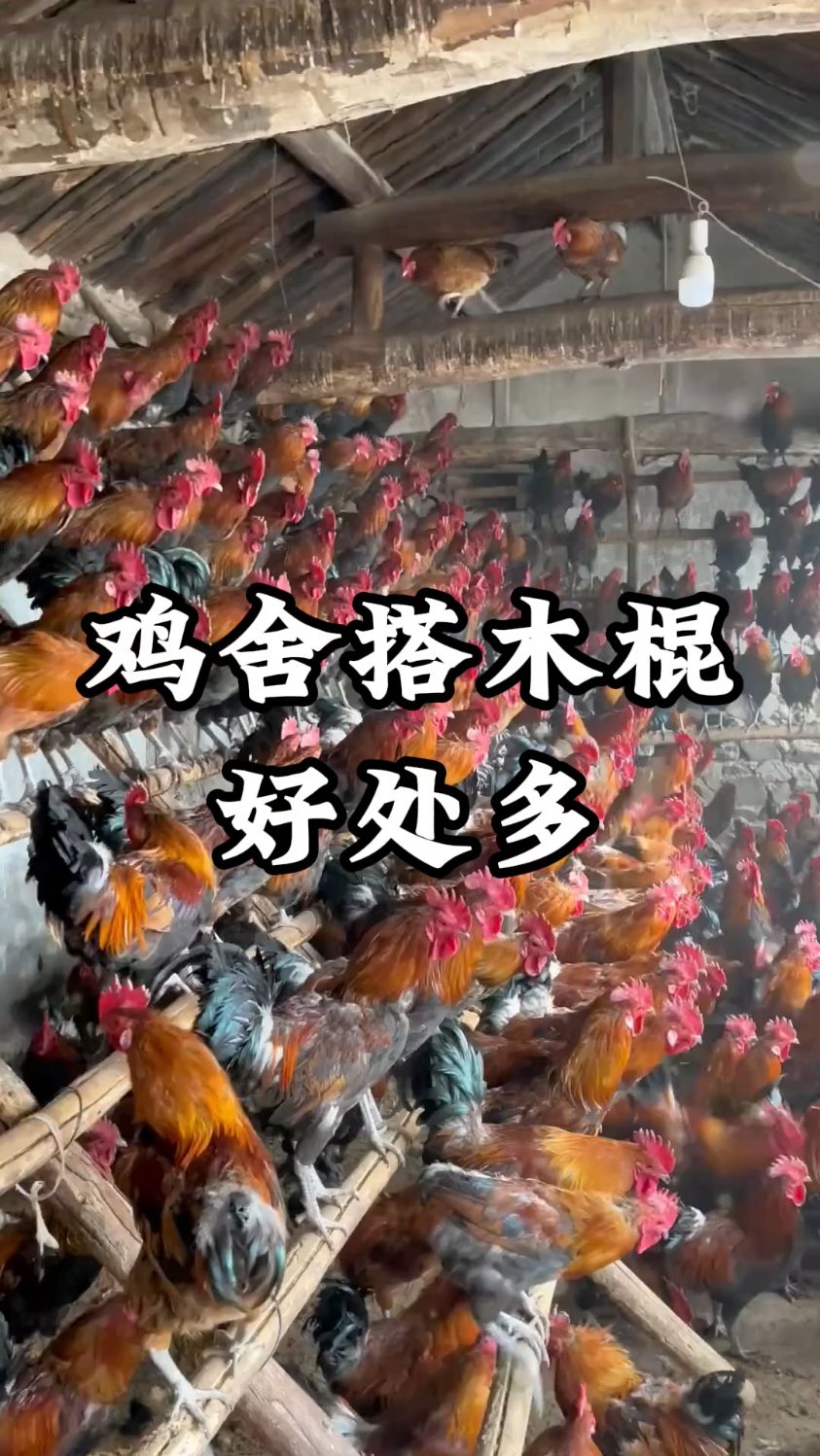 鸡舍鸡的爬架搭设