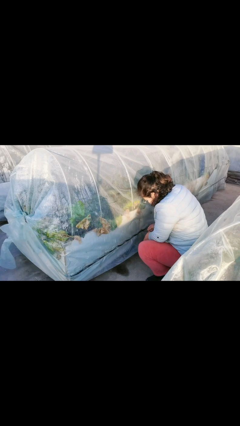 用卡槽做的小菜棚结实耐用