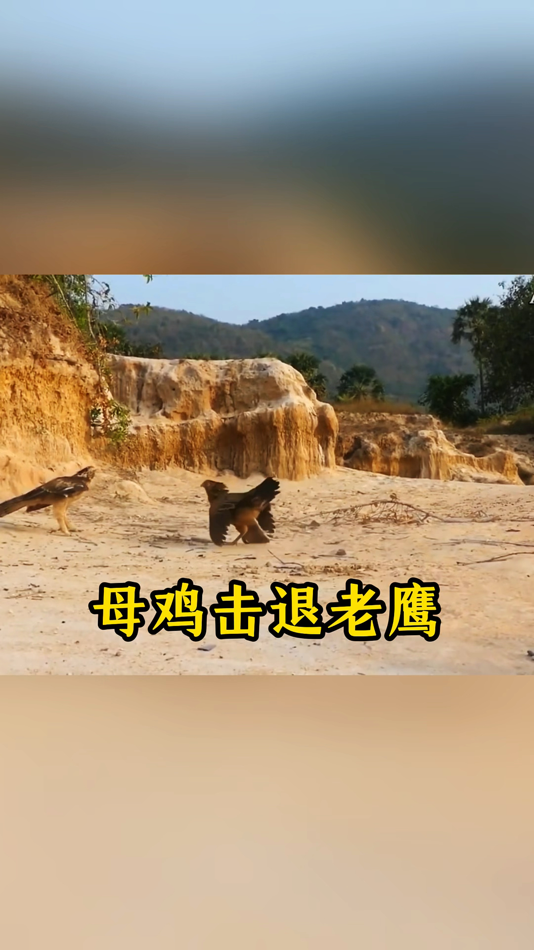 勇猛母鸡击退老鹰