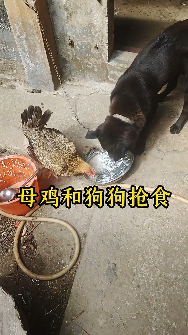 母鸡和狗狗抢饭吃