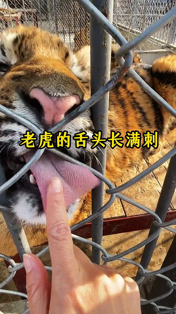 老虎的舌头长满了肉刺