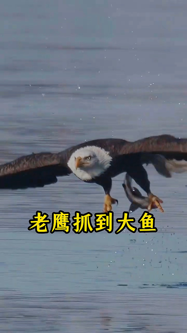老鹰抓到一条大鱼