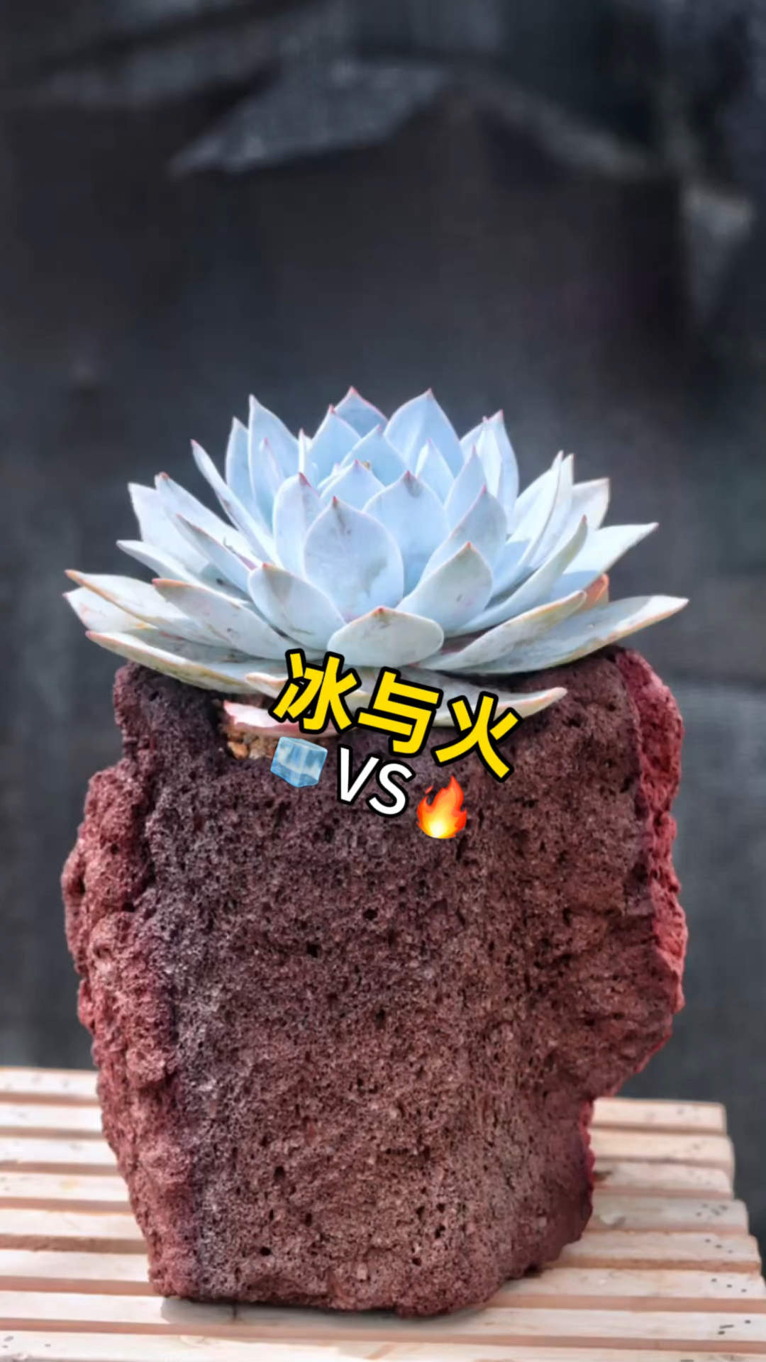 将火山石掏空成花盆,栽种上多肉植物,这样的组合好看吗?