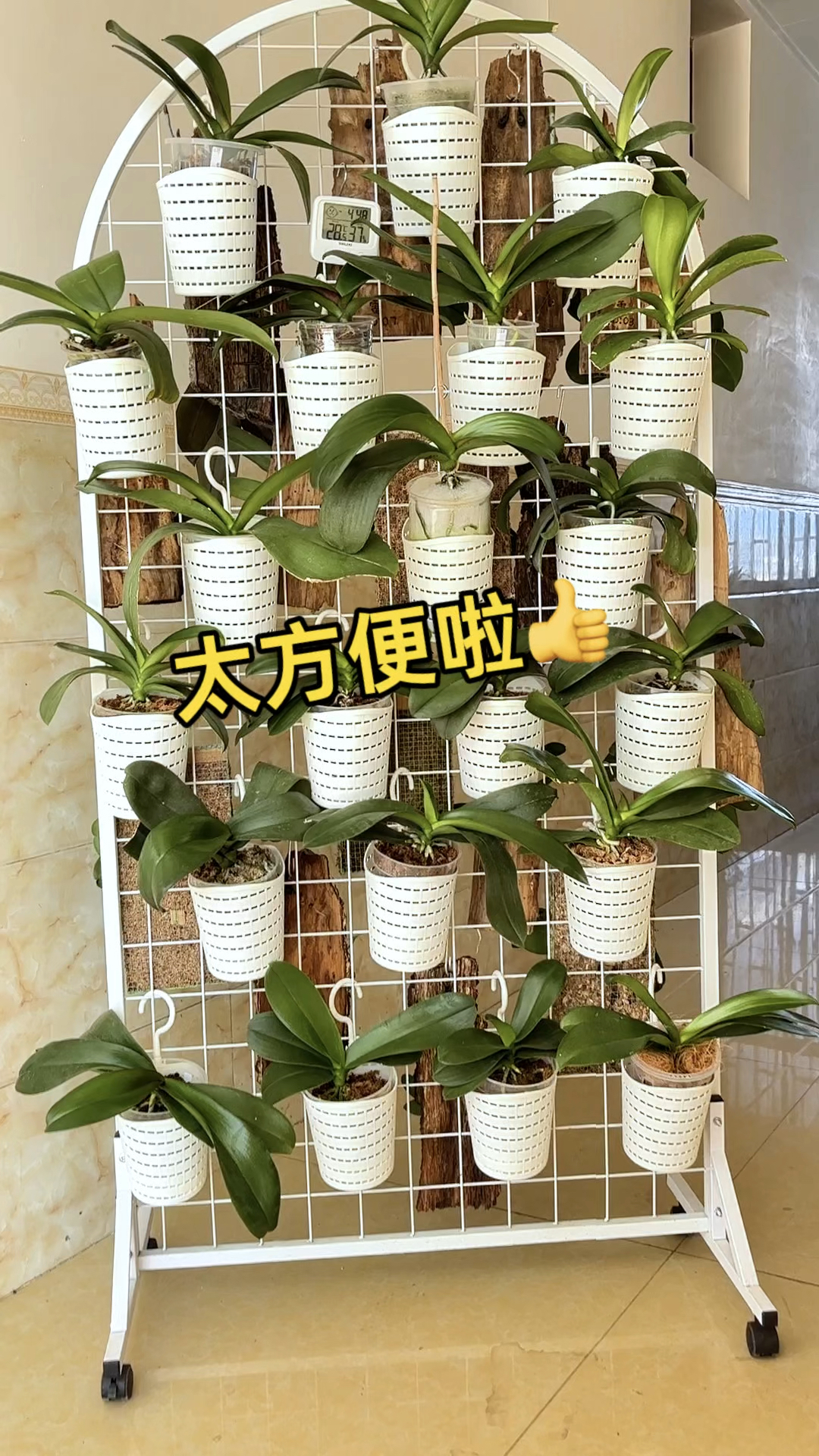 没地方养蝴蝶兰了,这样一个架子就能解决