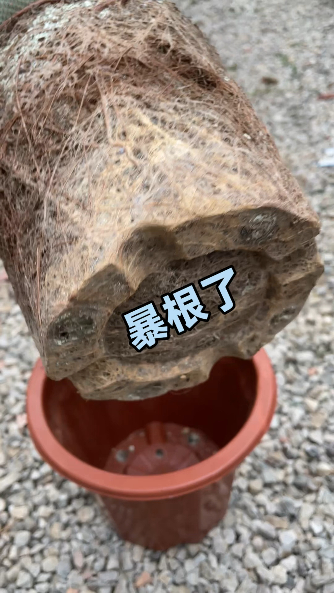 疯狂生长的灿烂法师,多肉养久了浇不透水、可能是根系太发达