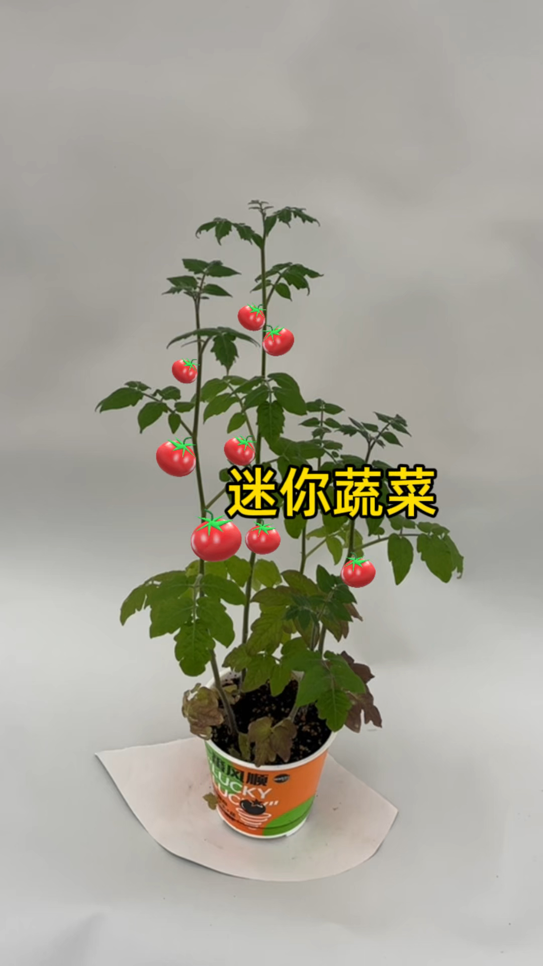 第一次养蔬菜盆栽 在家养这种观赏性蔬菜、需要频繁浇水