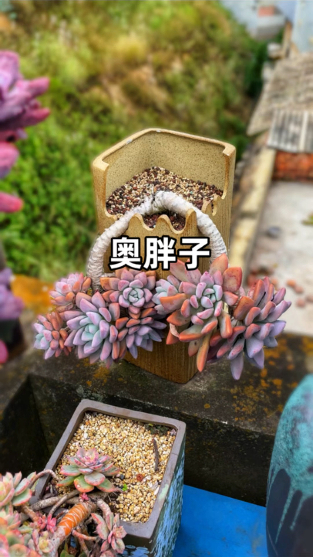 多肉徒长不好看怎么办?用这个方法可以有效控制多肉不乱长