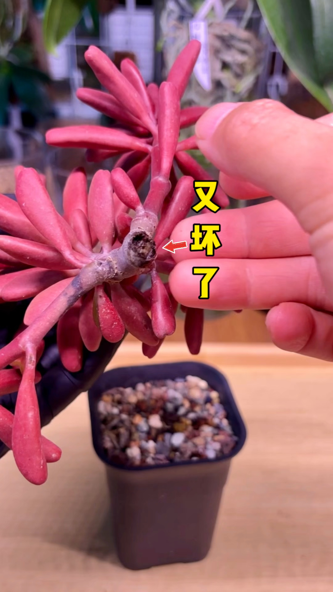 每年需要换一次盆的多肉“红背椒草”