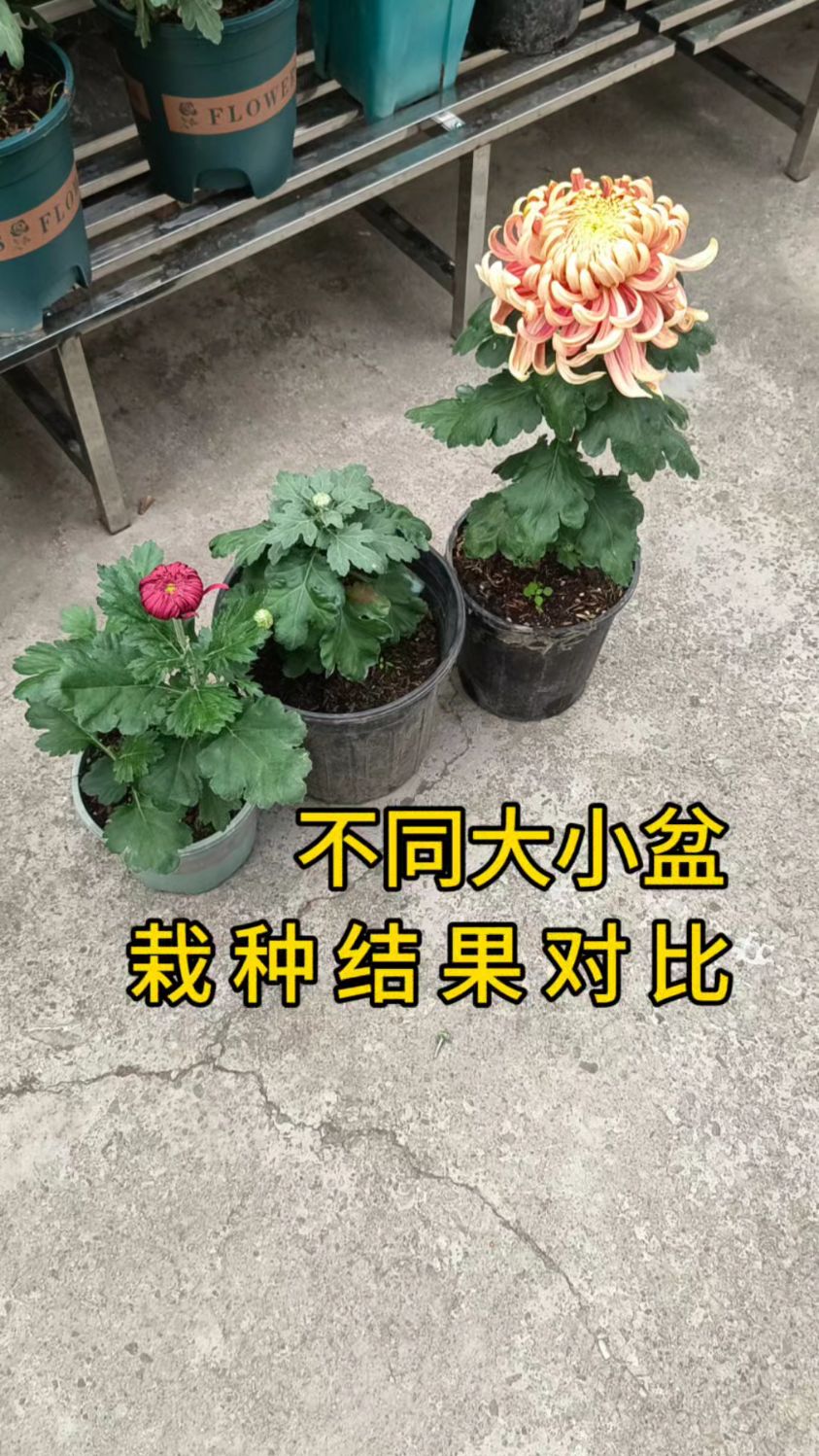 不同大小盆栽菊花结果对比,谁好谁差一目了然