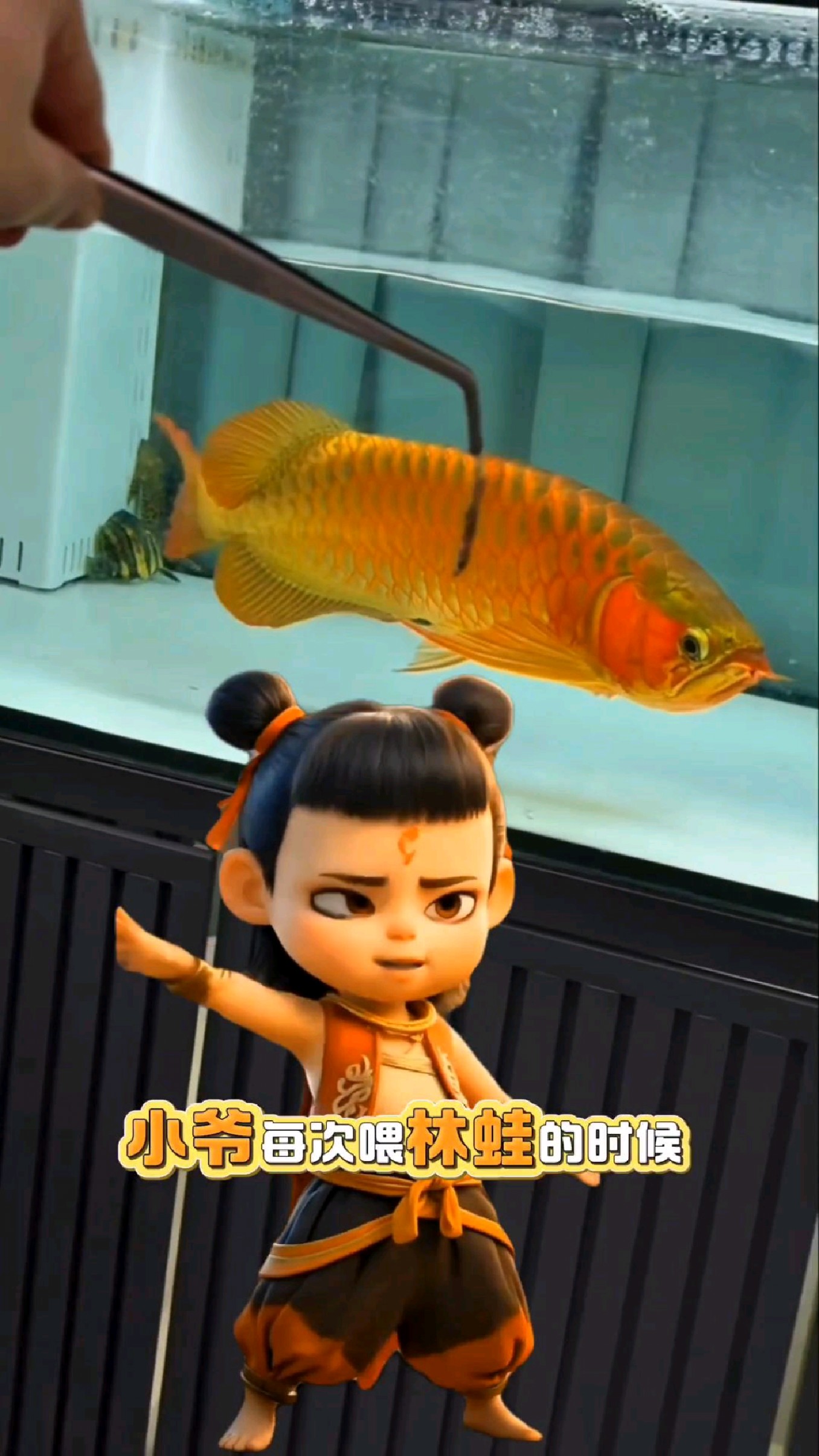 小龙鱼喂什么食物