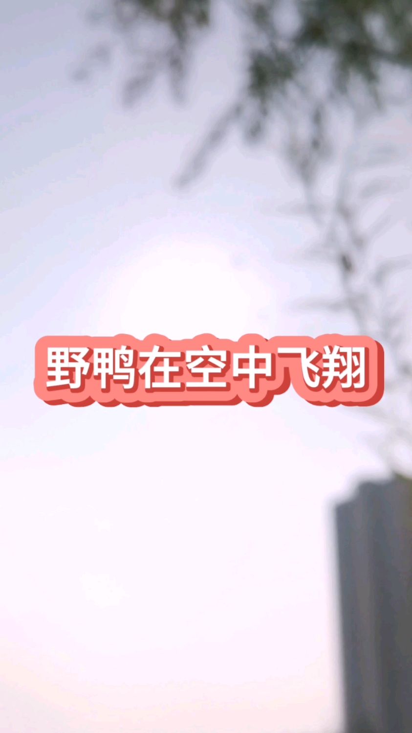 野鸭在空中飞翔!