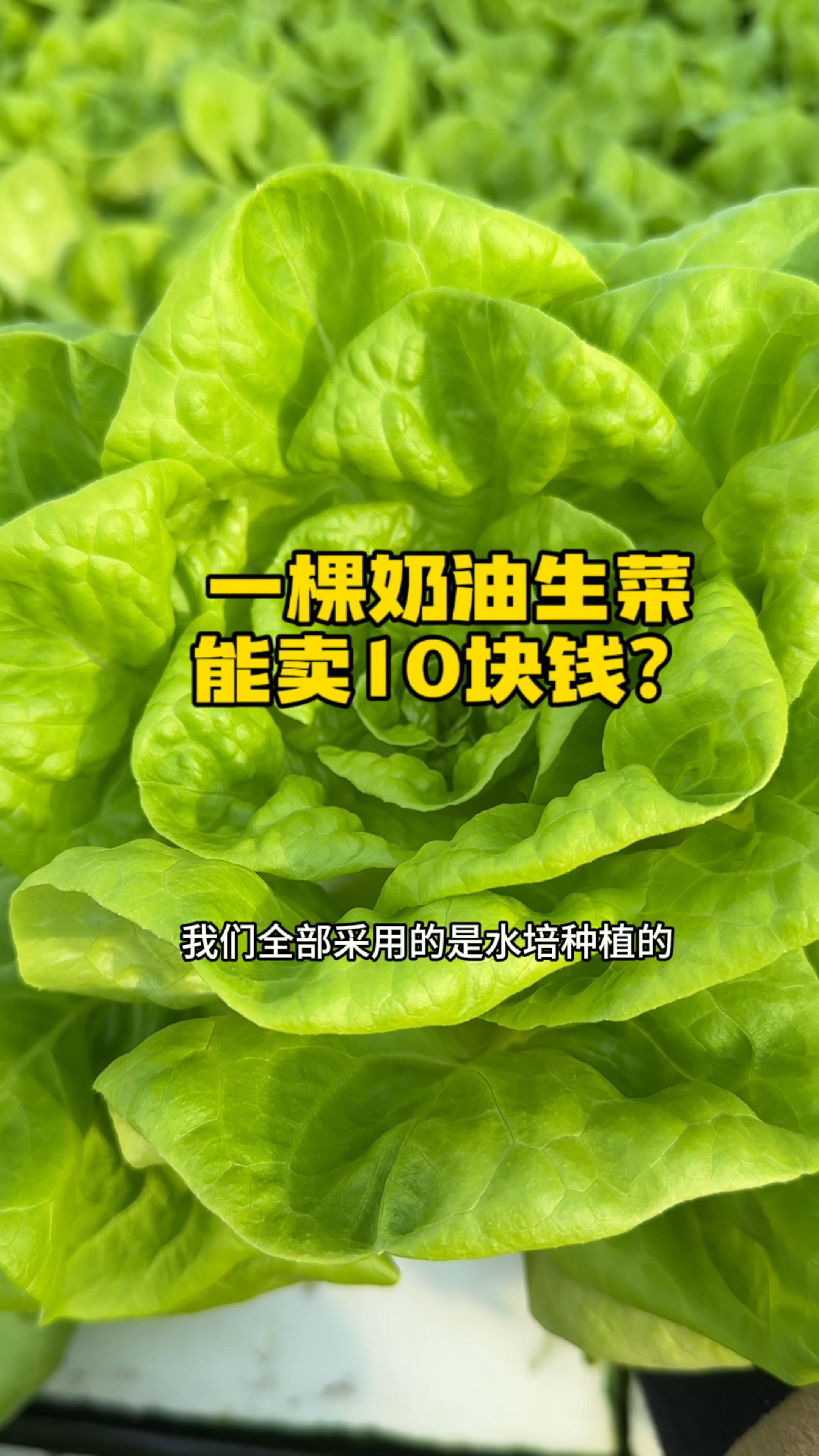 张花一样的奶油生菜,一棵能卖十几元