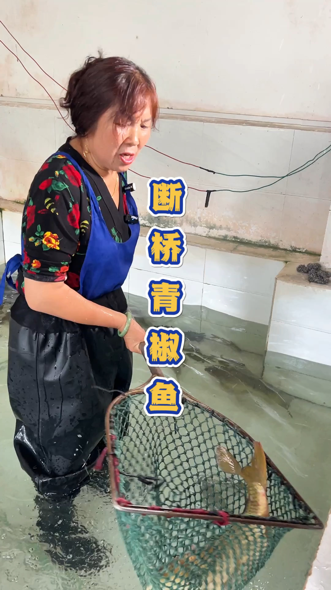 贵州安顺小镇的断桥青椒鱼