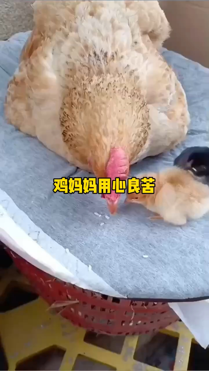 鸡妈妈啄米然后再吐出,它在教小鸡们如何吃米