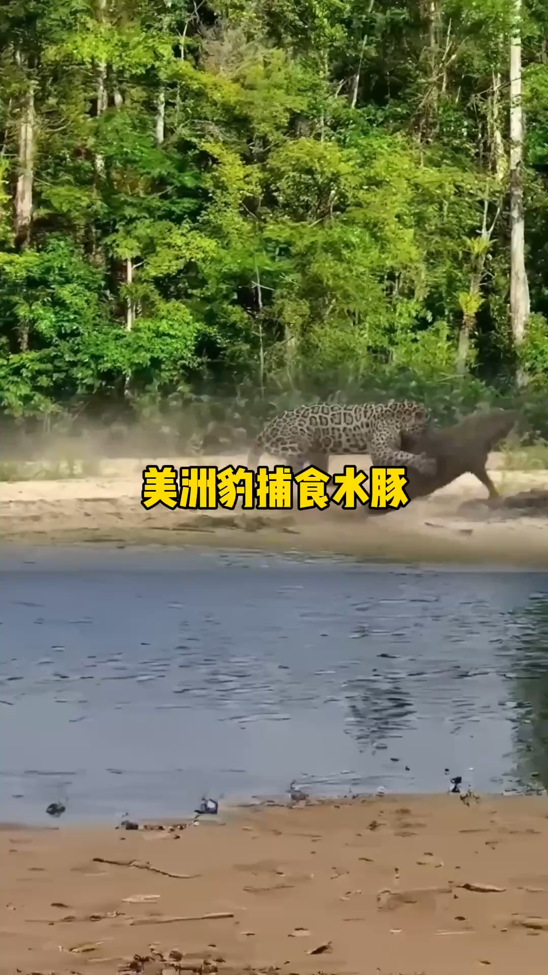 美洲豹迅猛捕食水豚