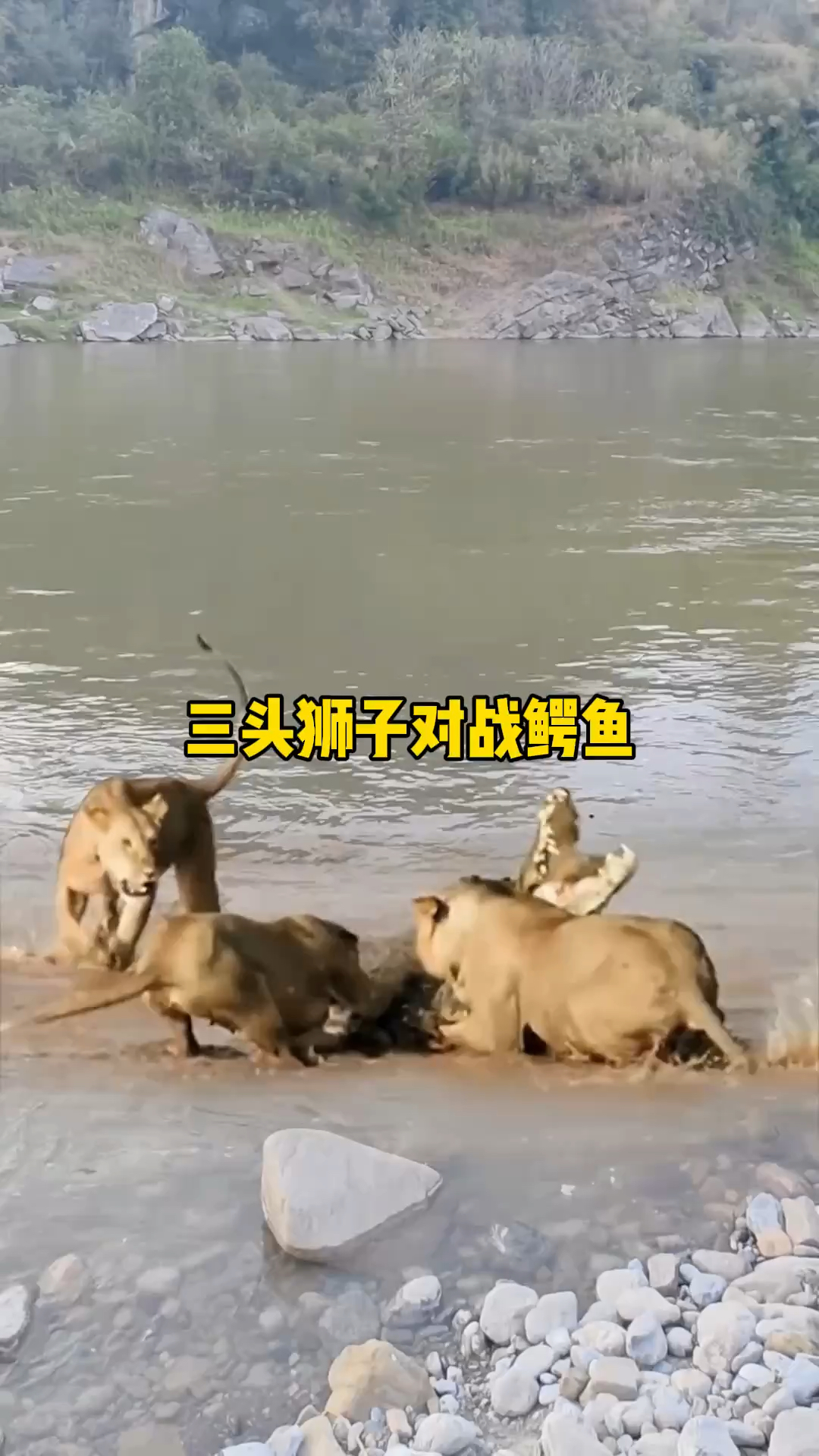 非洲陆地之王狮子对战水中霸主尼罗鳄