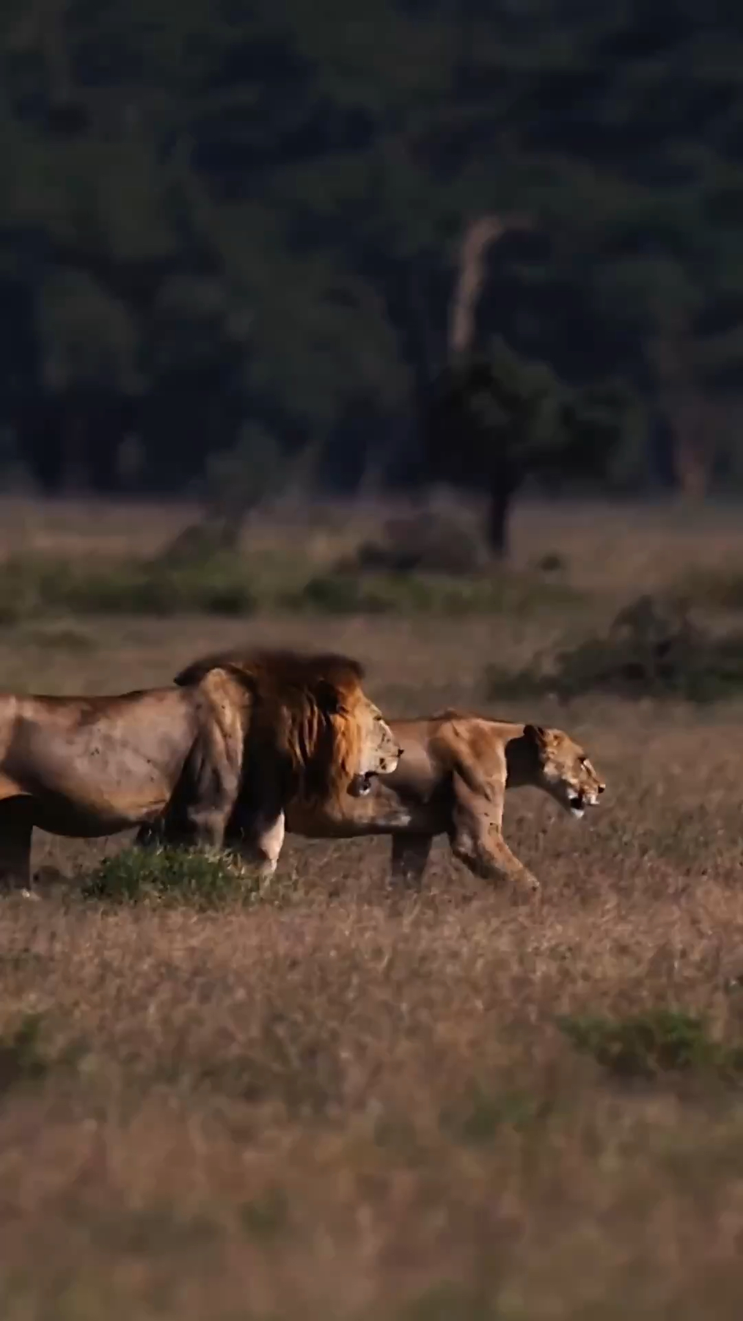 两头狮子并肩作战,他们极致的肌肉线条看上去十分彪悍