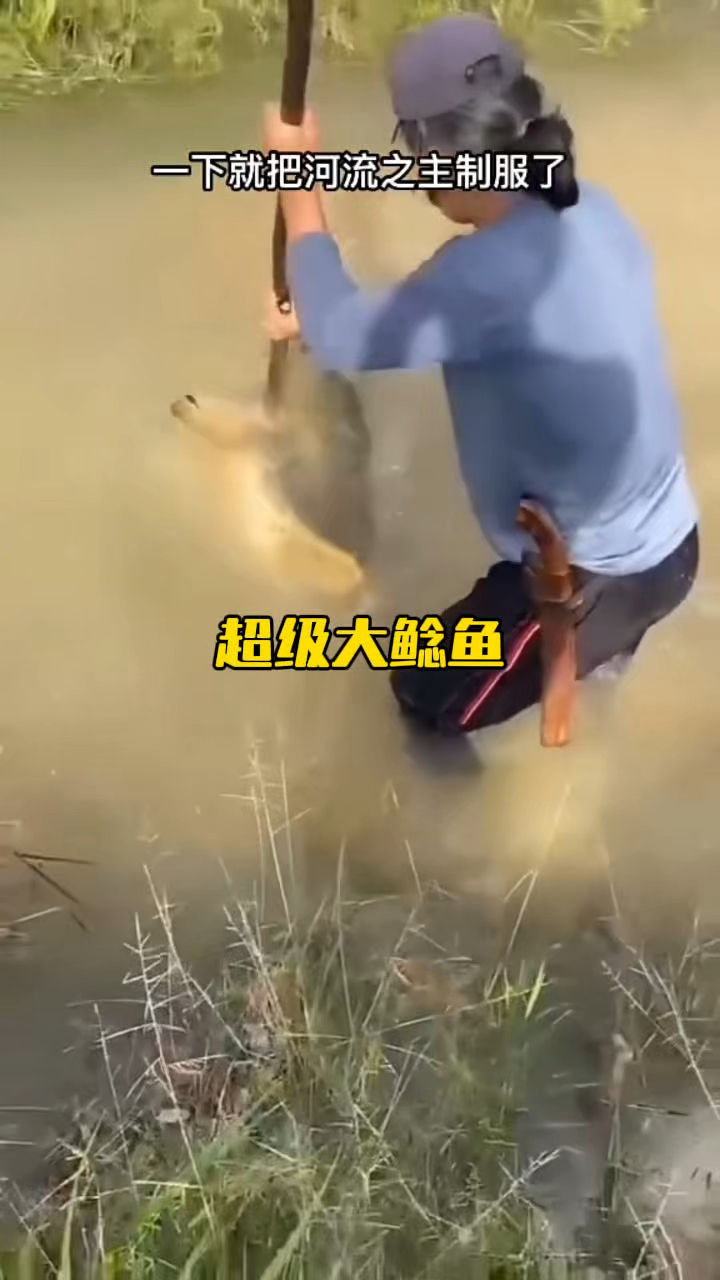 小哥精准戳中一条超级大鲶鱼