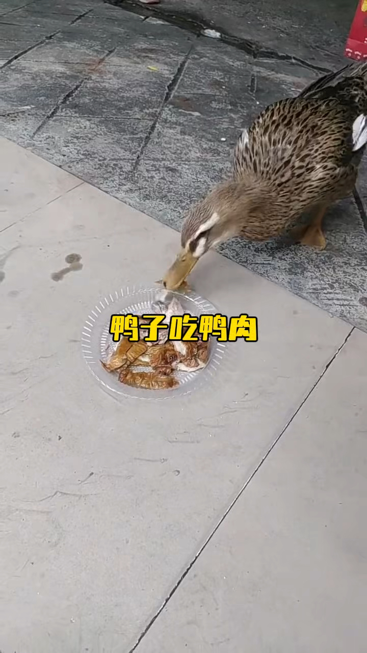 鸭子竟毫不犹豫吃起来了烤鸭