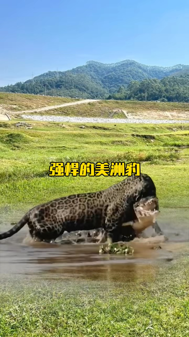 美洲豹一口咬穿了鳄鱼的后颈