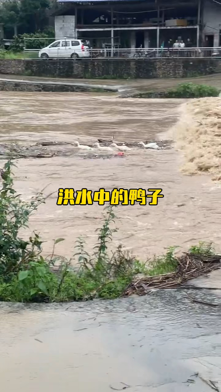 四只鸭子在湍急的洪水中拼命逃生