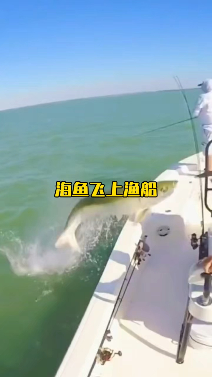 海鱼居然主动飞上渔船,这是为何呢