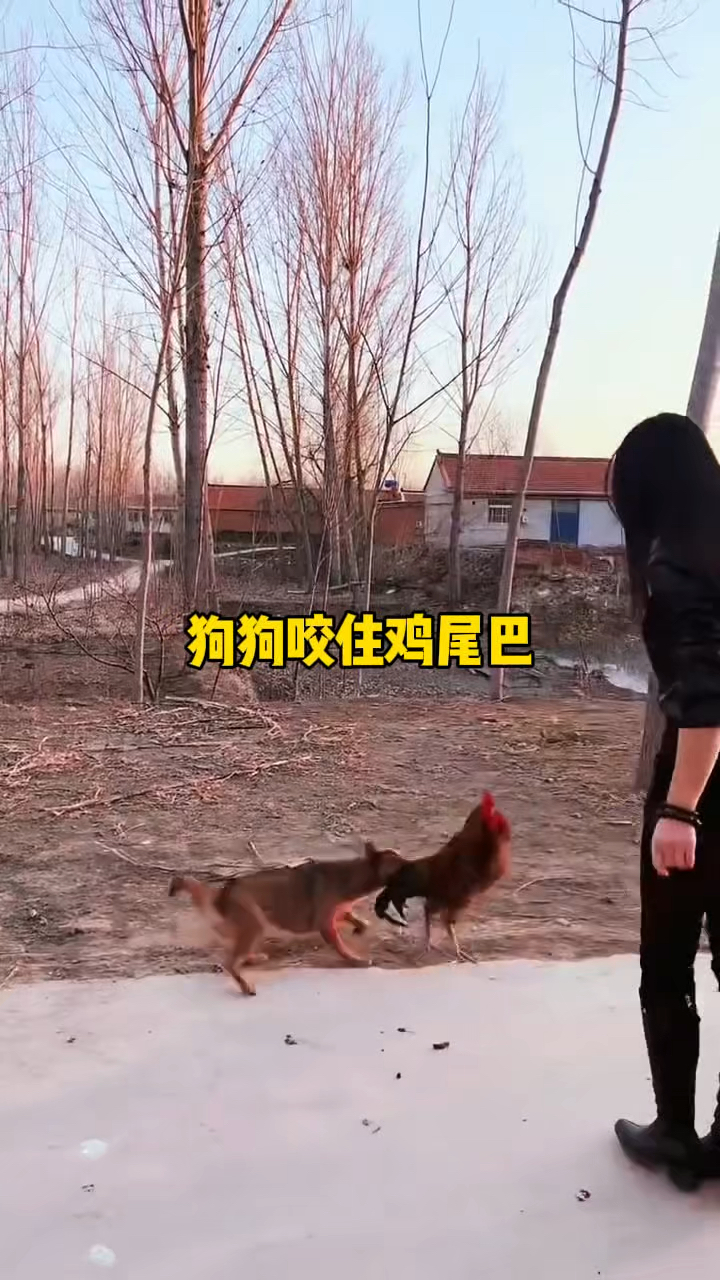 狗狗为保护美女咬住公鸡尾巴