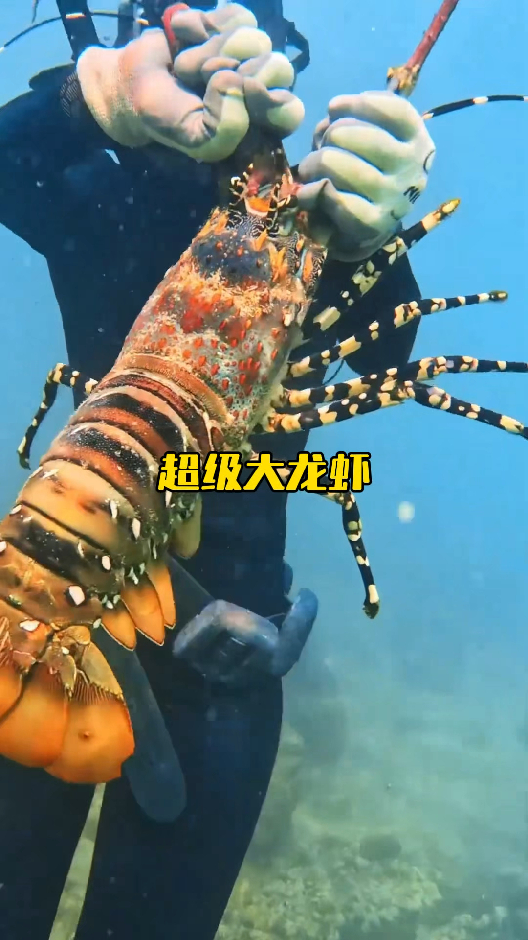 潜水小哥发现一只超级大龙虾