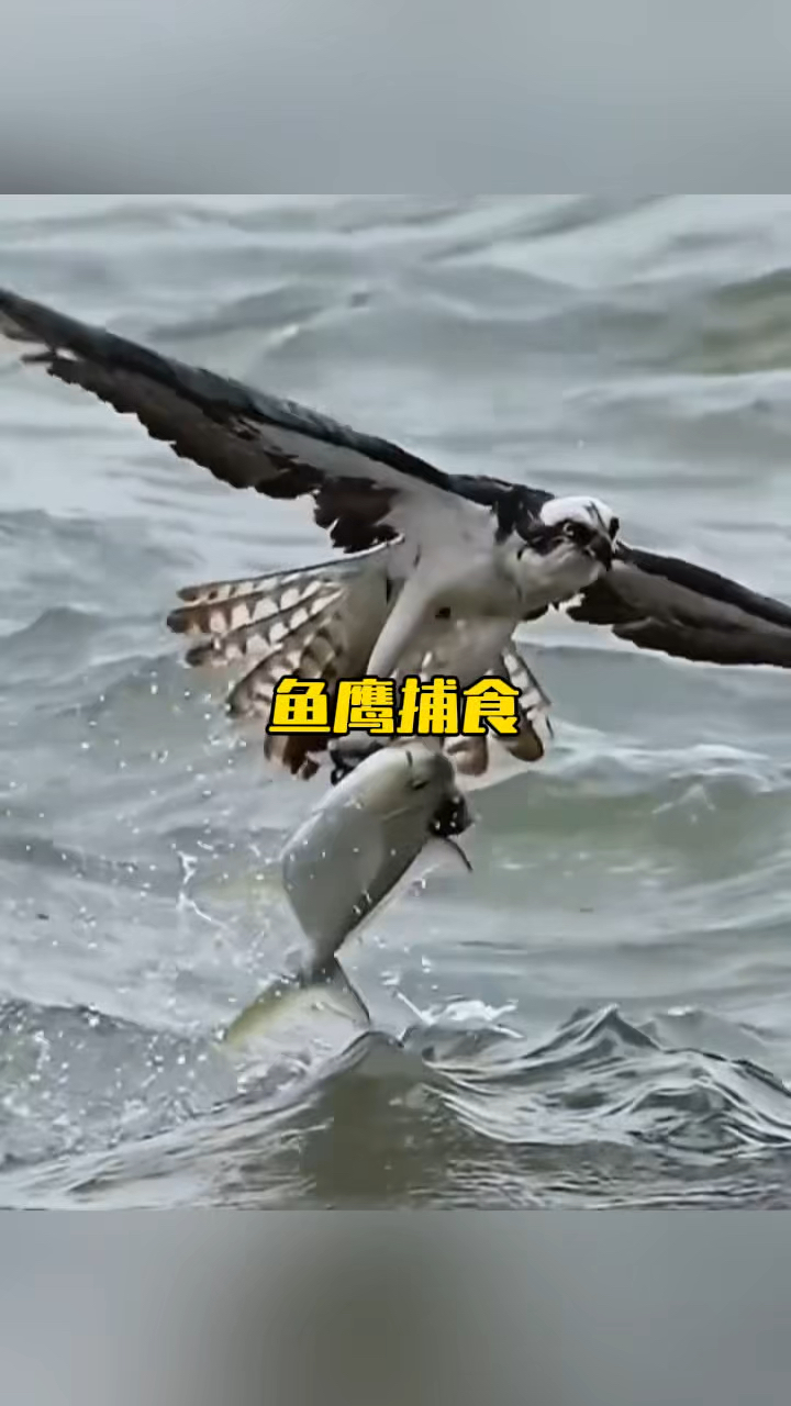 鱼鹰捕鱼成功率几乎超过了所有鸟类