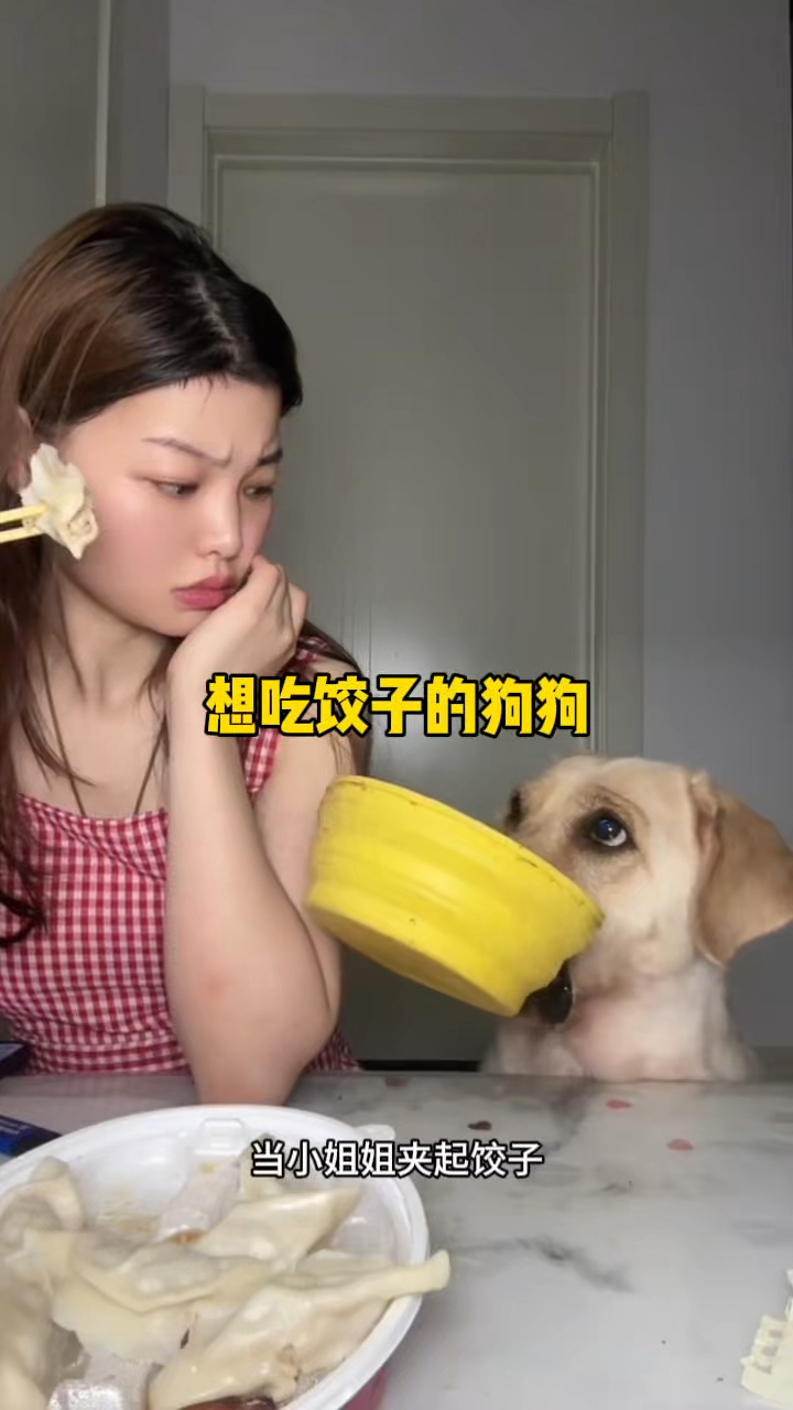狗狗急切的期盼主人给自己夹饺子