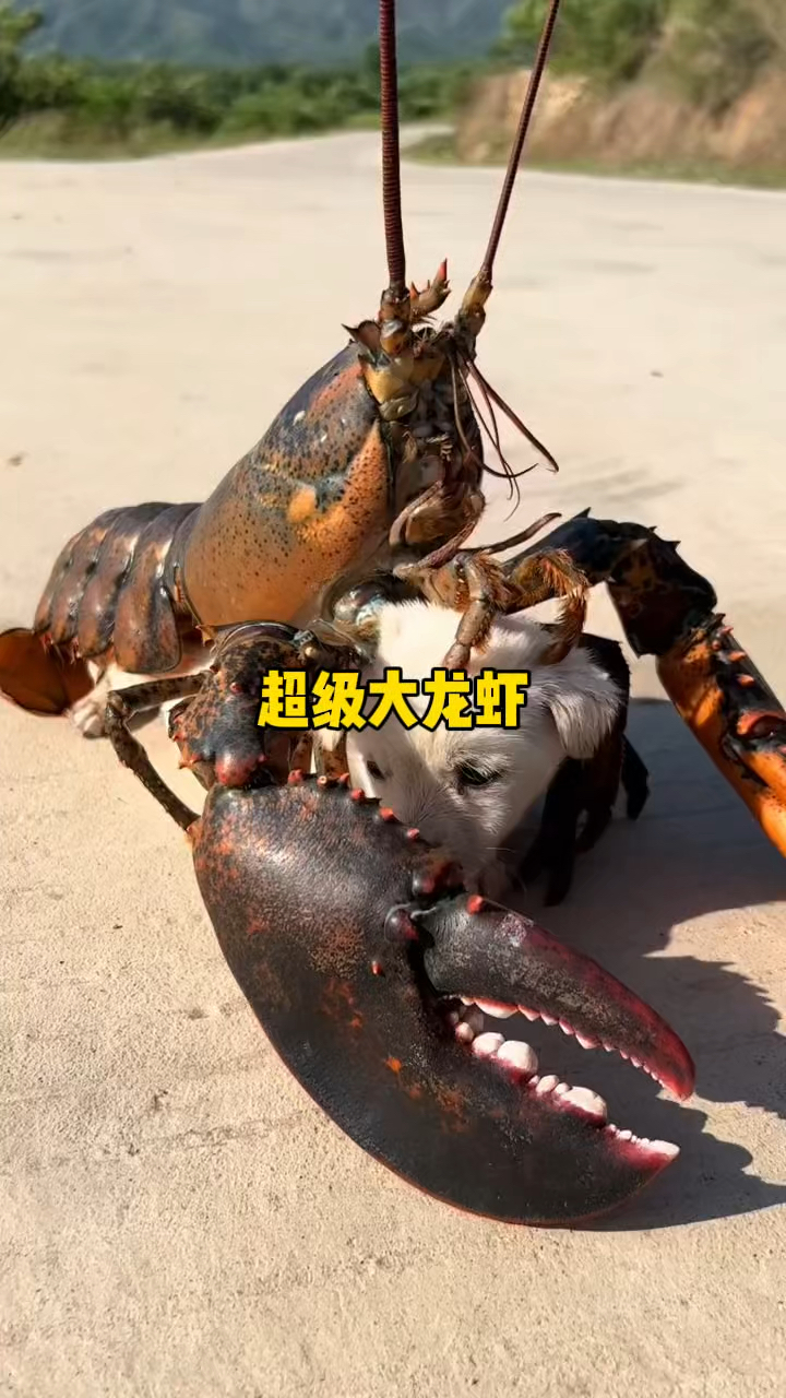 超级大龙虾两个大钳子将狗狗锁了起来