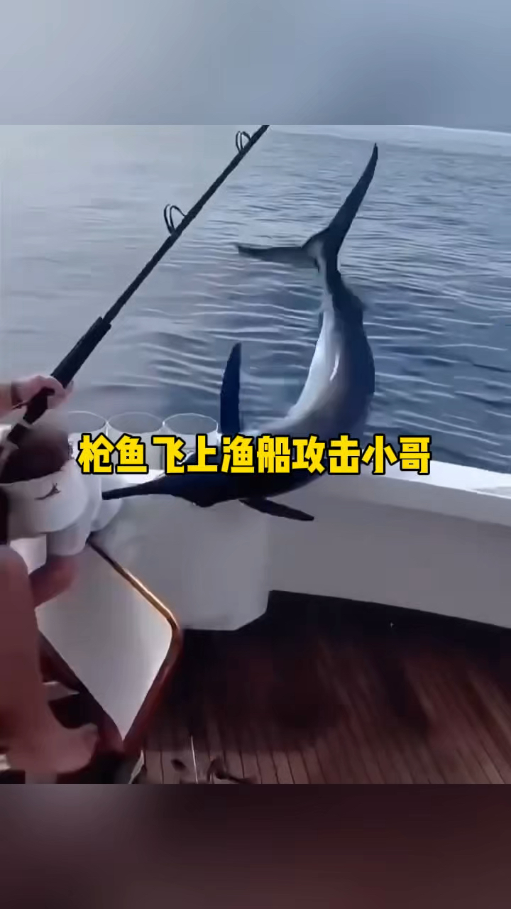 枪鱼飞上渔船攻击小哥