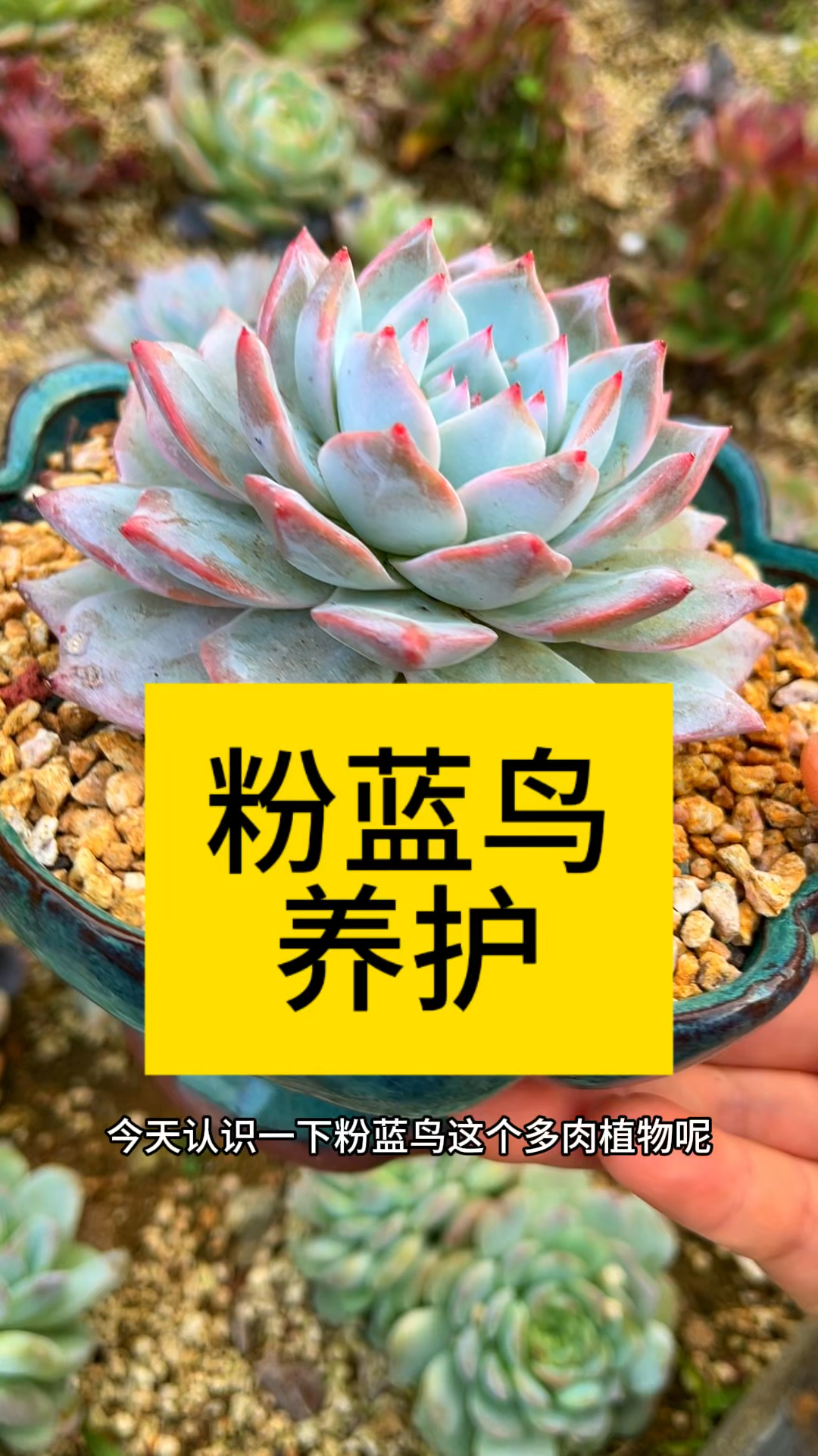 多肉植物,粉蓝鸟如何养护!