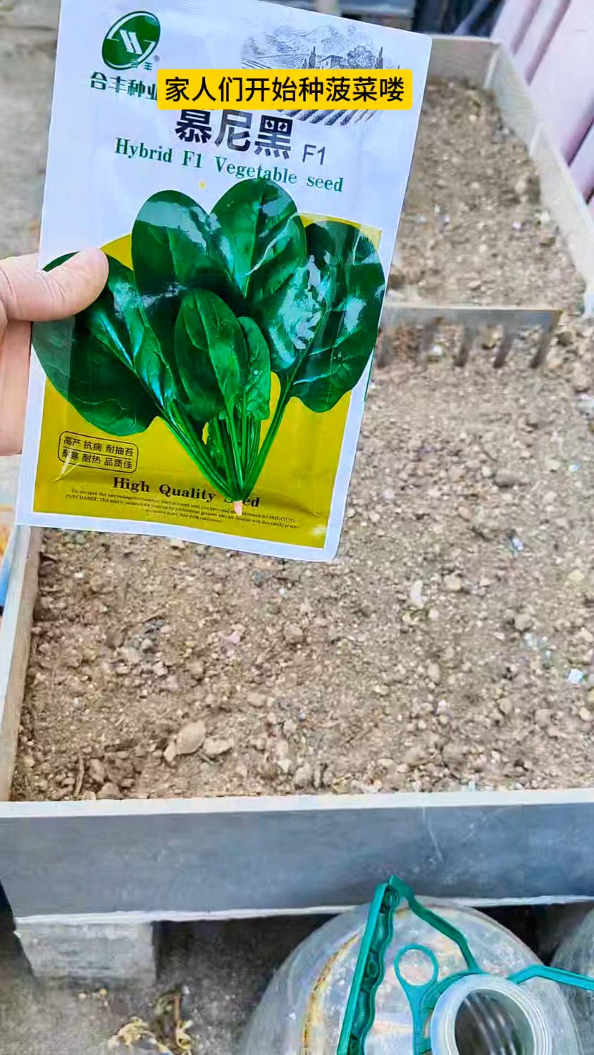 从配土,播种,长到四叶一心,详细记录了菠菜的生长过程