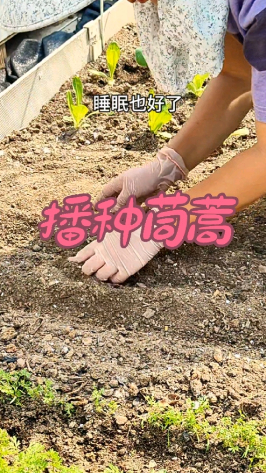 播种茼蒿,自己种菜:省不省钱无所谓,主打一个锻炼身体