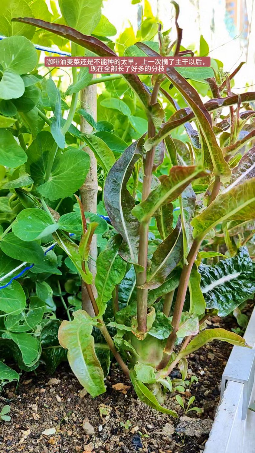 九月育的咖啡油麦菜,由于温度太高,全部抽苔了,明年十月再育苗