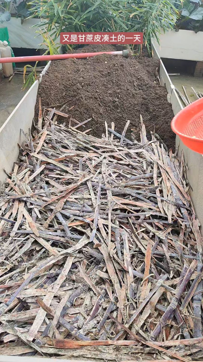 又是甘蔗皮凑土的一天,移栽上奶白菜,20天后全部绿油油爆满箱