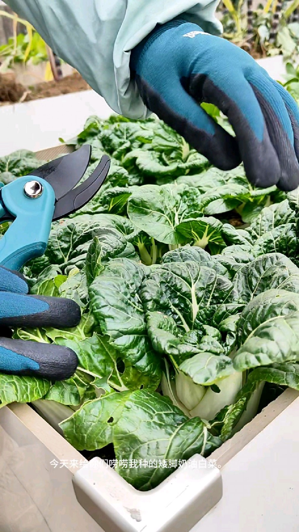 种菜真会上瘾!矮脚奶油白菜连种三年,今天帮公婆摘一些#种菜技巧