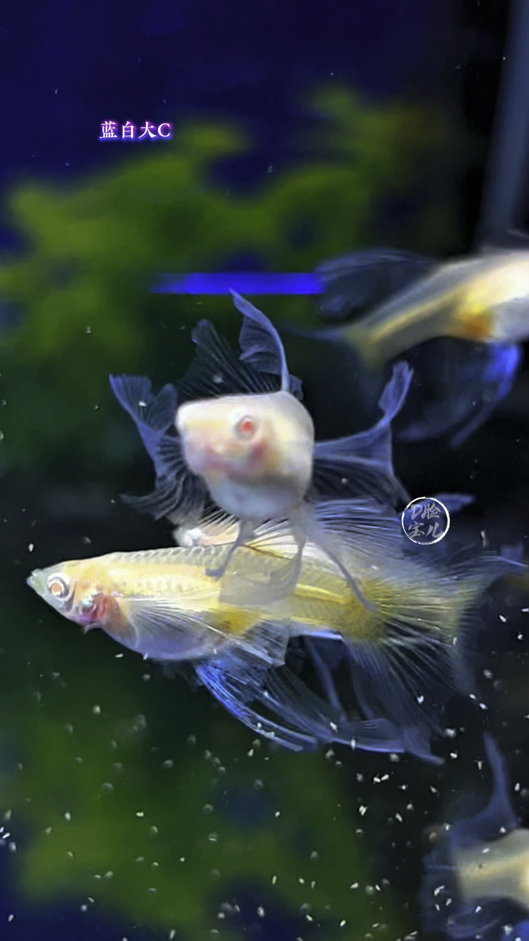 小小的孔雀鱼也可以给人带来大大的视觉震撼,不同的品类各领风骚