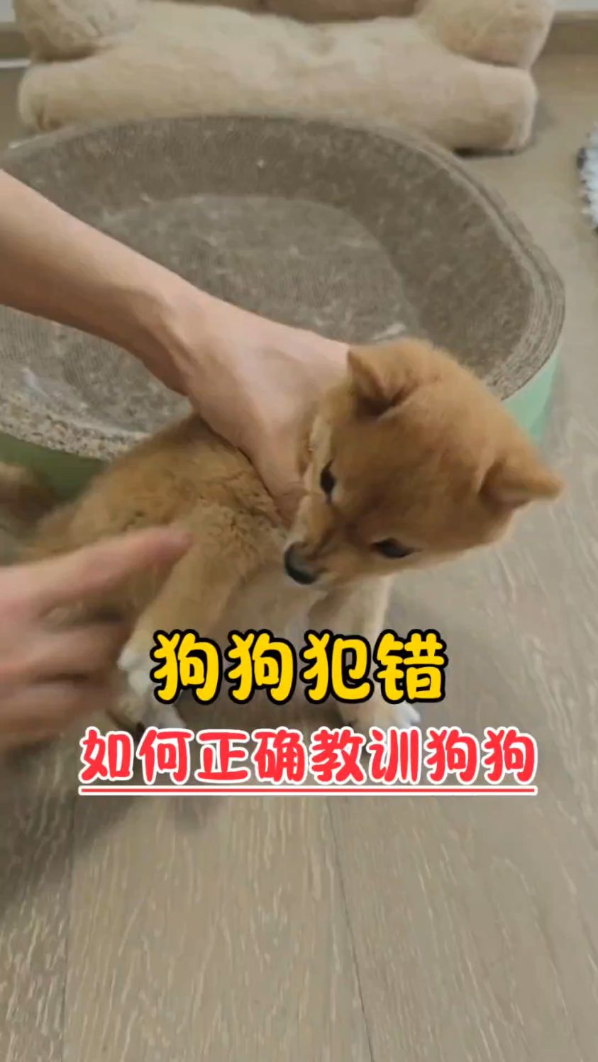 狗狗犯错,如何正确教训狗狗