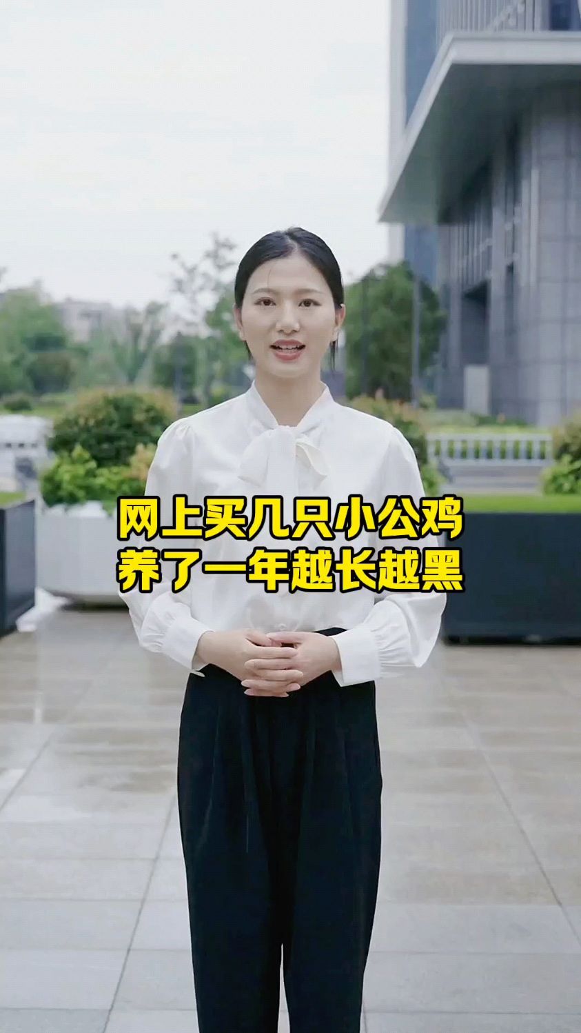 网上买几只小公鸡,养了一年越长越黑