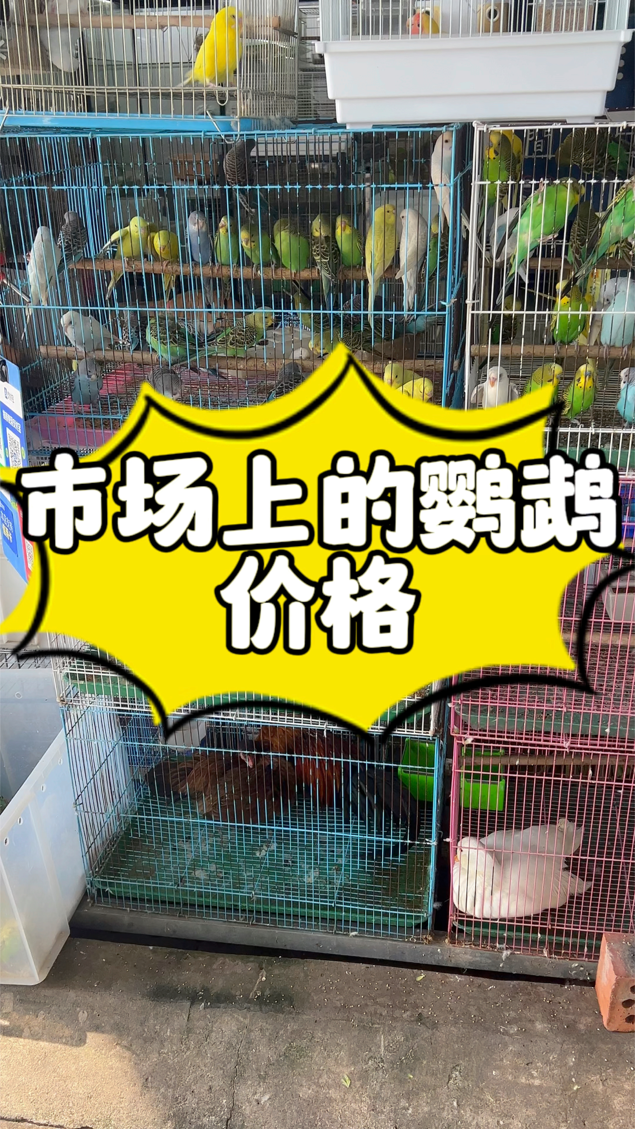 市场上常见的鹦鹉价格是多少呢?