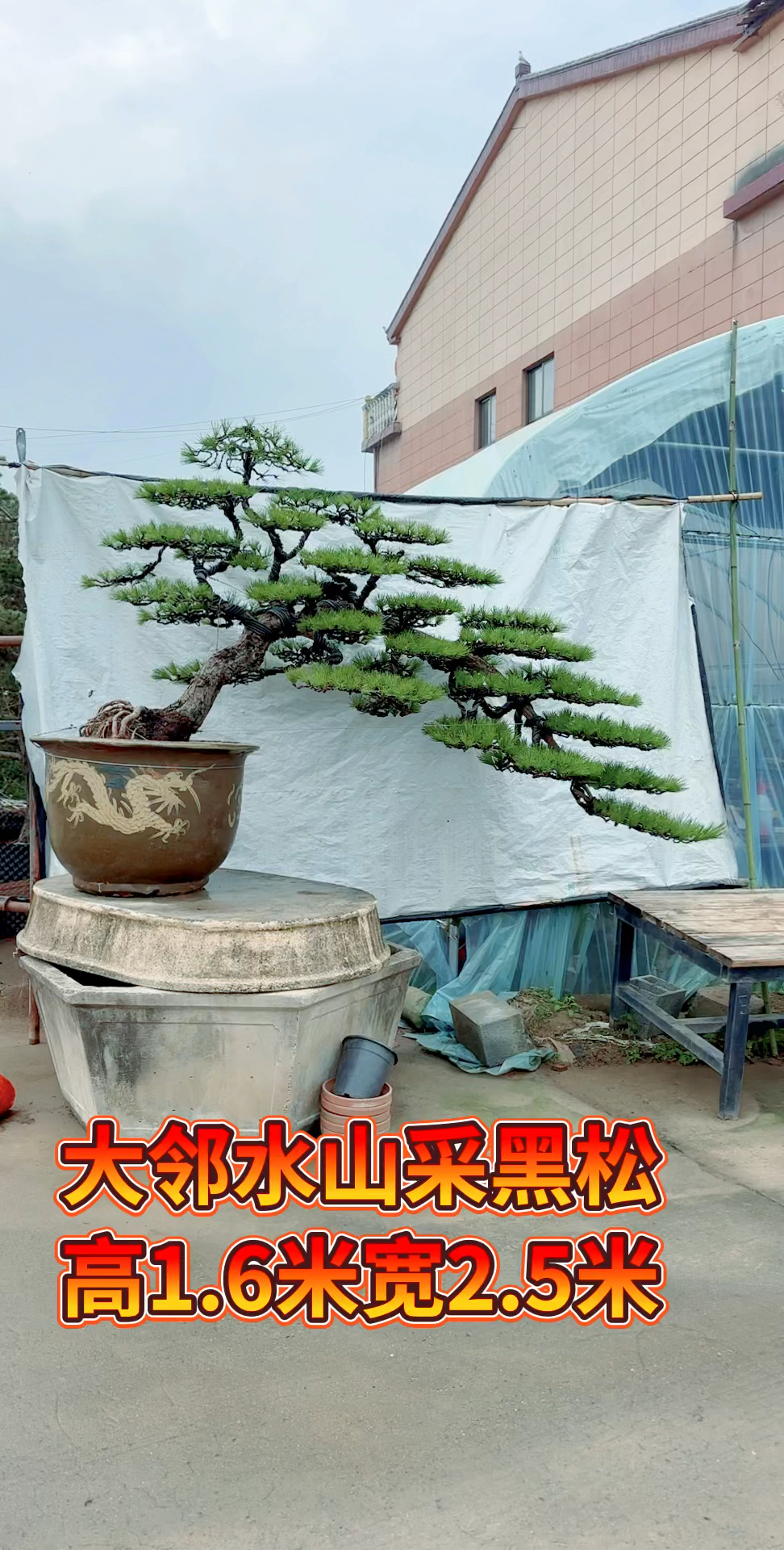 大临水山采黑松盆景,适合庭院别墅,假山鱼池边摆放2W8带回家