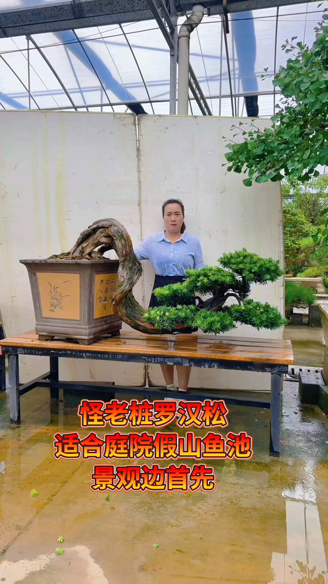 老桩邻水罗汉松盆景,适合庭院假山鱼池边摆放