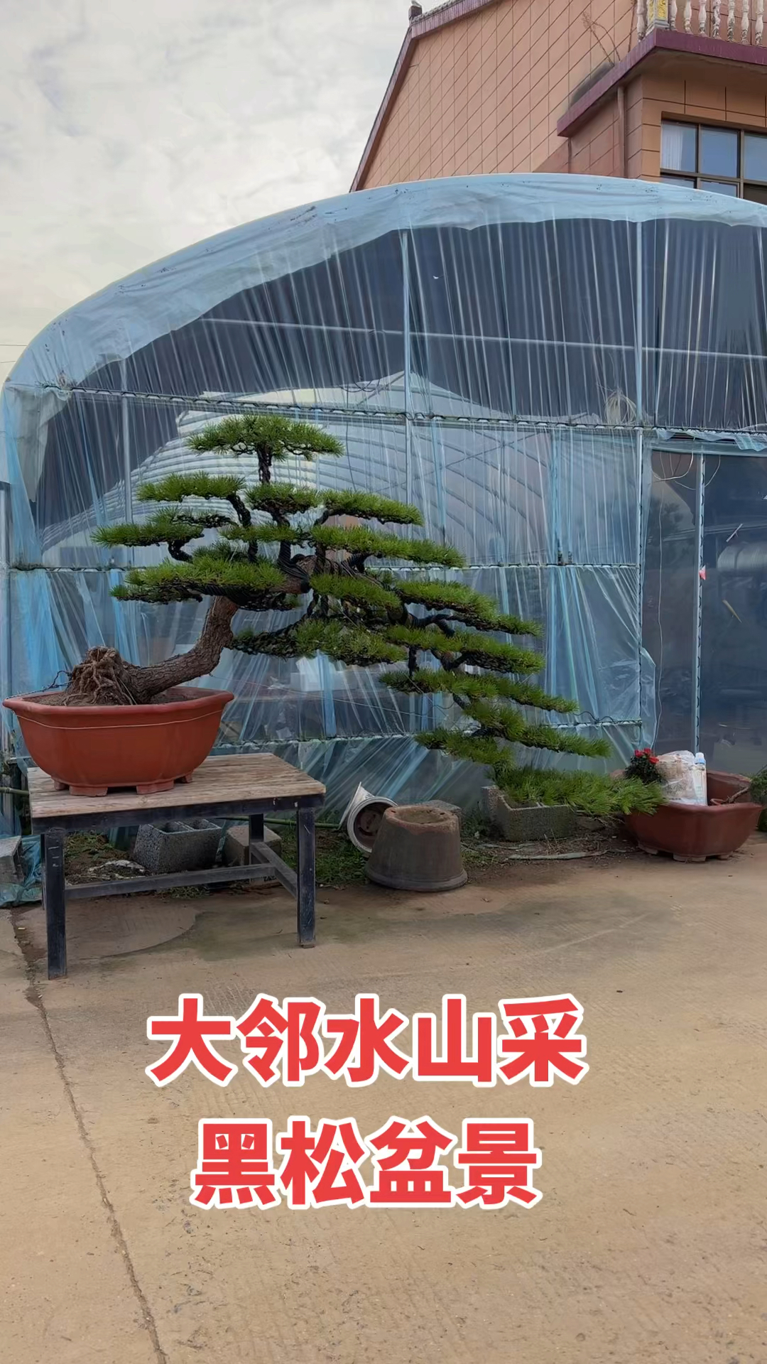 大临水黑松盆景,适合庭院假山鱼池边摆放