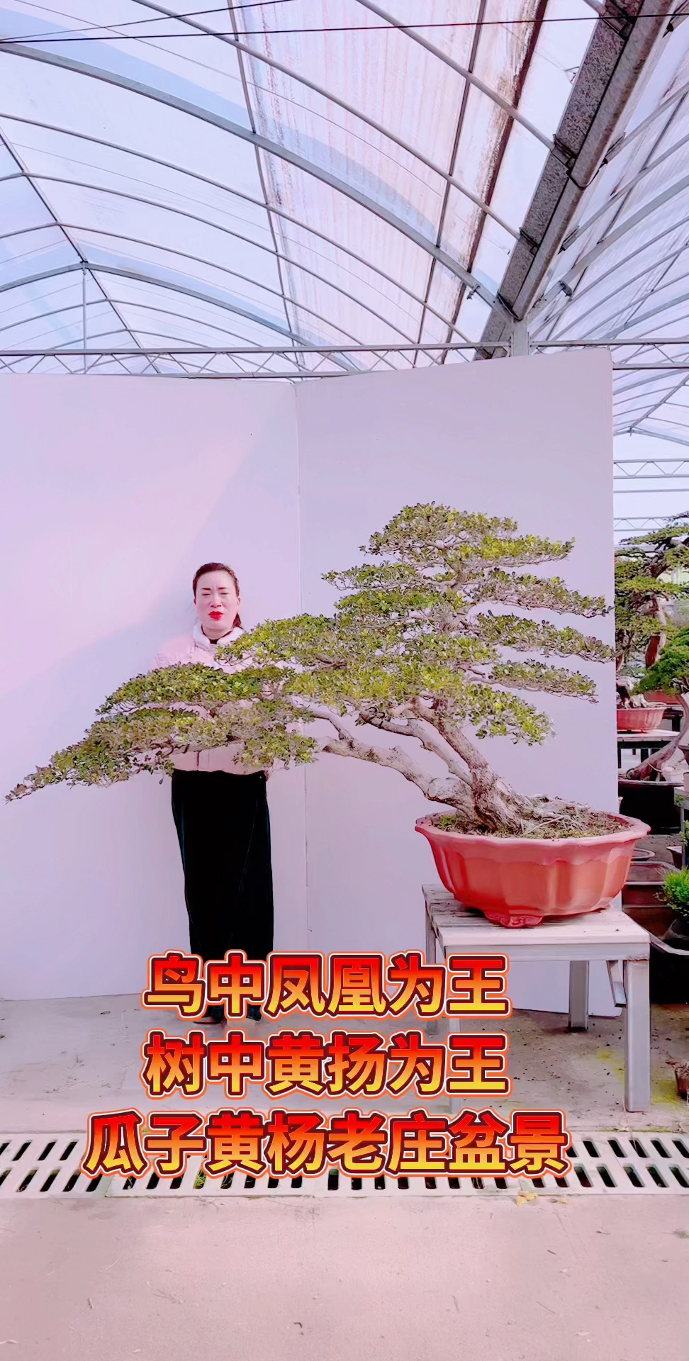 大临水瓜子黄杨盆景,适合庭院假山鱼池景观首选