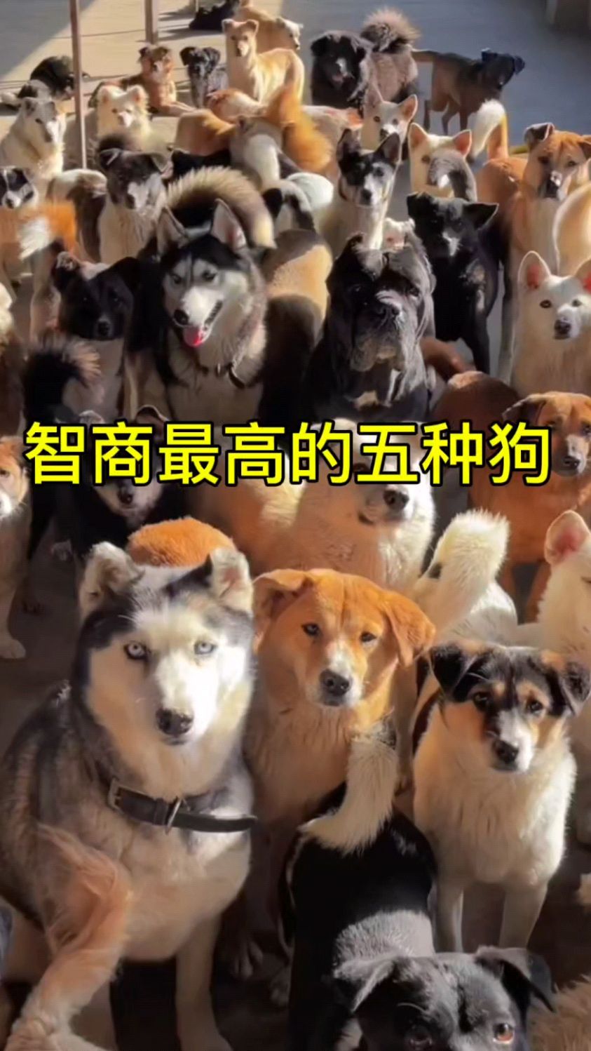 智商很高的狗狗。