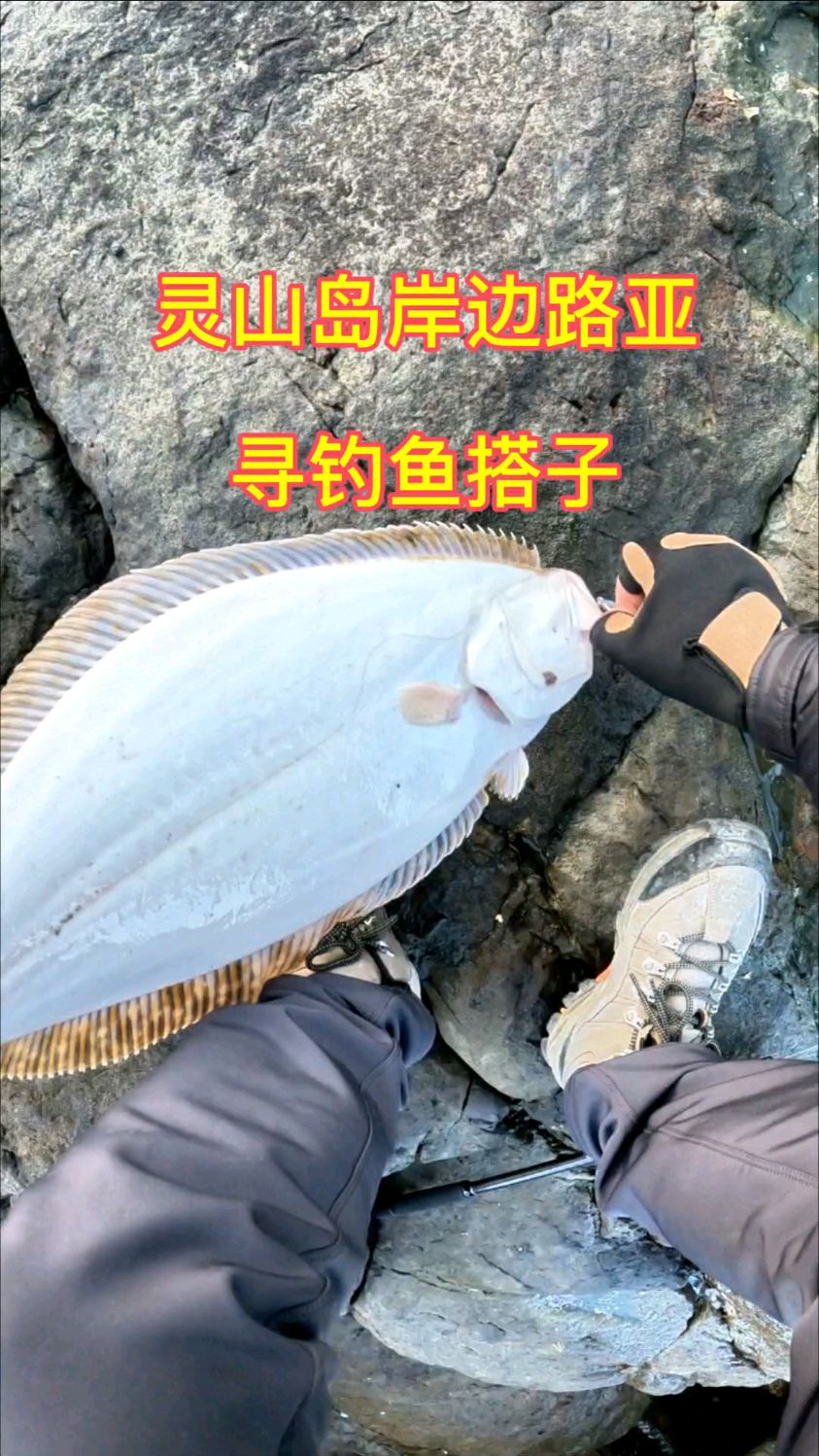 青岛灵山岛岸边路亚五斤压塔鱼