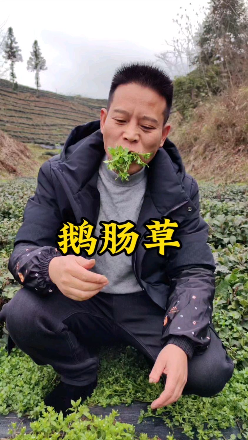 鹅肠草是一味中草药